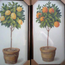 Работа «Лимонное и апельсиновое деревья.»