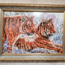 Работа «Амурские тигры, Белоснежка»
