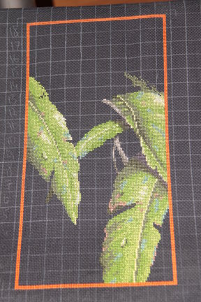 Древесная лягушка на листьях №43705