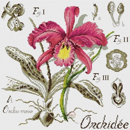 Орхидея ботаника №124375