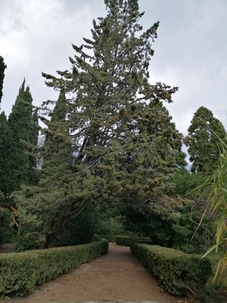 Никитский ботанический сад №168136