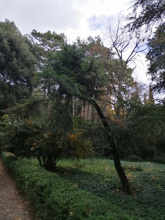 Никитский ботанический сад №168143