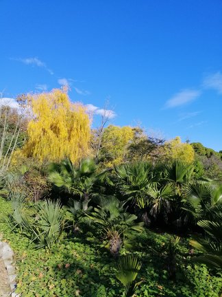 Никитский ботанический сад №168181