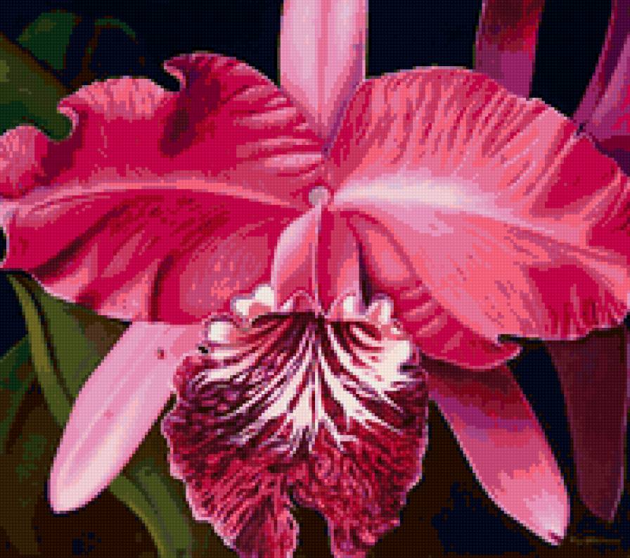 Орхидея - орхидея, природа, цветы - предпросмотр