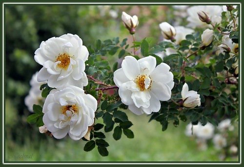 Белый шиповник - цветы - оригинал