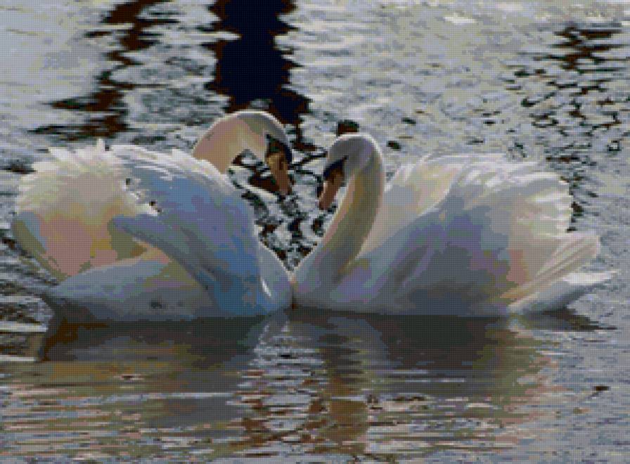 Прекрасные лебеди)) - любовь, лебеди, романтика - предпросмотр