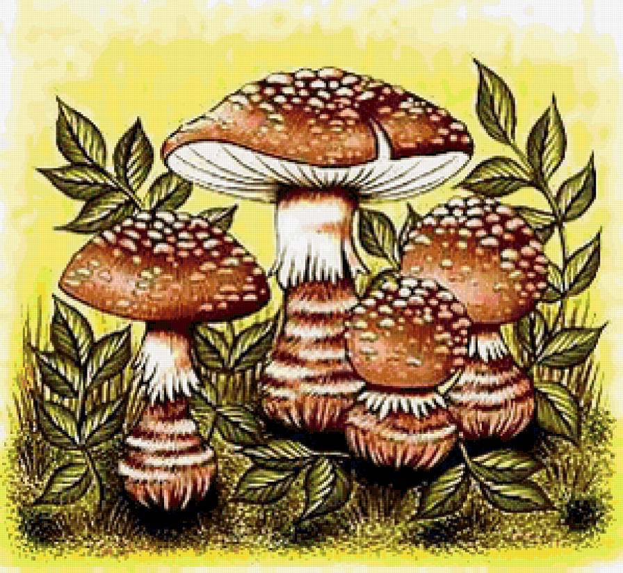 Грибы - грибы - предпросмотр