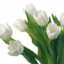Оригинал схемы вышивки «белые тюльпаны» (№478)