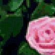 Предпросмотр схемы вышивки «букет роз» (№559)