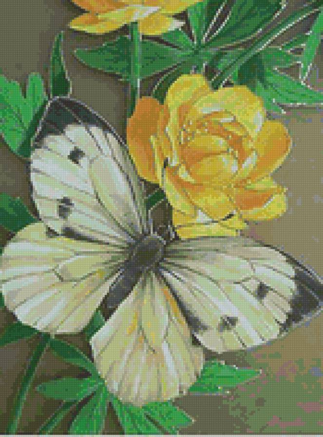 Бабочка и лютик - лютик, природа, бабочка, цветочек, цветы и бабочки, цветок - предпросмотр