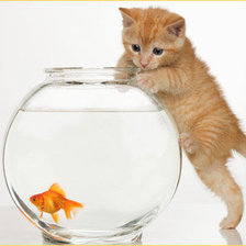 Котёнок и аквариум
