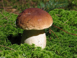 Красивый грибочек) - гриб, грибочек - оригинал