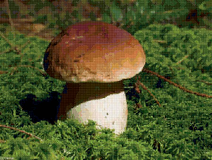 Красивый грибочек) - грибочек, гриб - предпросмотр