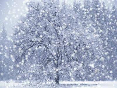 Снежное дерево)) - winter, зима, снег, дерево - оригинал
