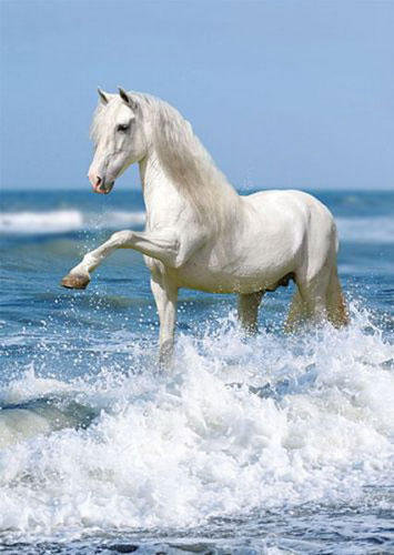 Белая лошадка) - животные, лошадка, лошадь - оригинал