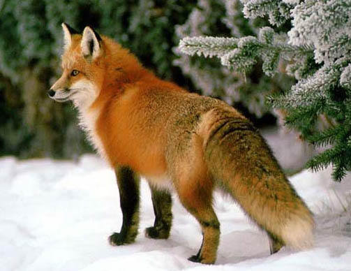 Лисичка с пышным хвостиком) - животные, лисичка - оригинал