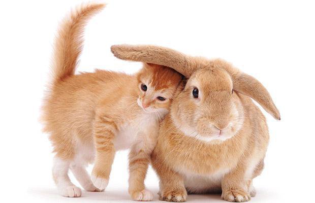 Друзья кролик и котёнок))) - дружба, кролик и котенок, друзья, кролик, котенок - оригинал