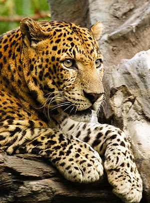 леопард - кошки, леопард, животные, хищники, кошка, хищник - оригинал