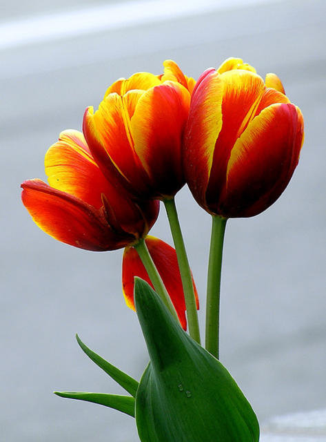 3 тюльпанчика))) - тюльпаны, цветы, flowers - оригинал