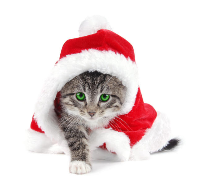 Новогодний котёнок) - котенок, животные, домашние животные, кошки, котята - оригинал