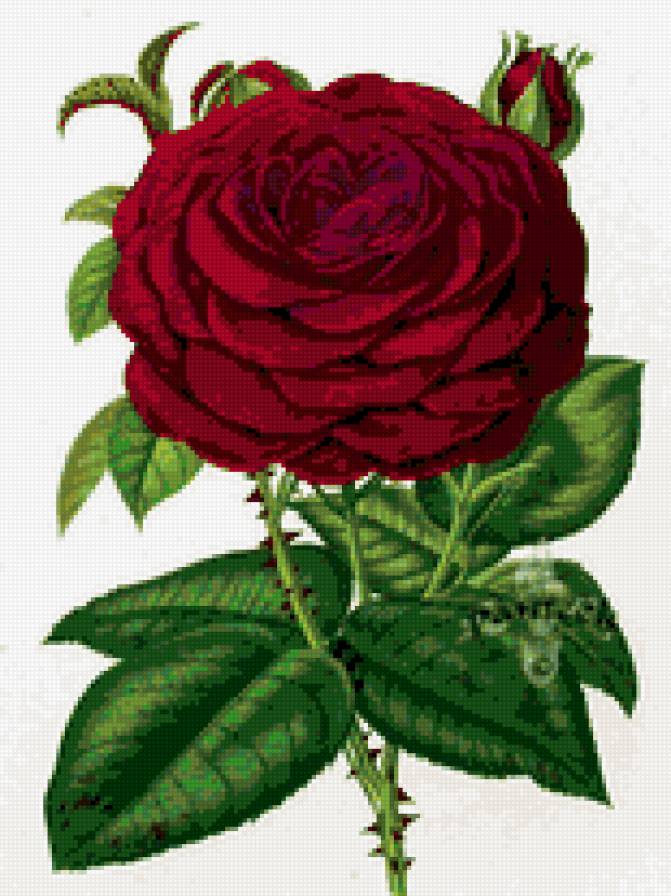 Роза - розы, душистые розы, цветок, роза, цветы, флора, розочки - предпросмотр