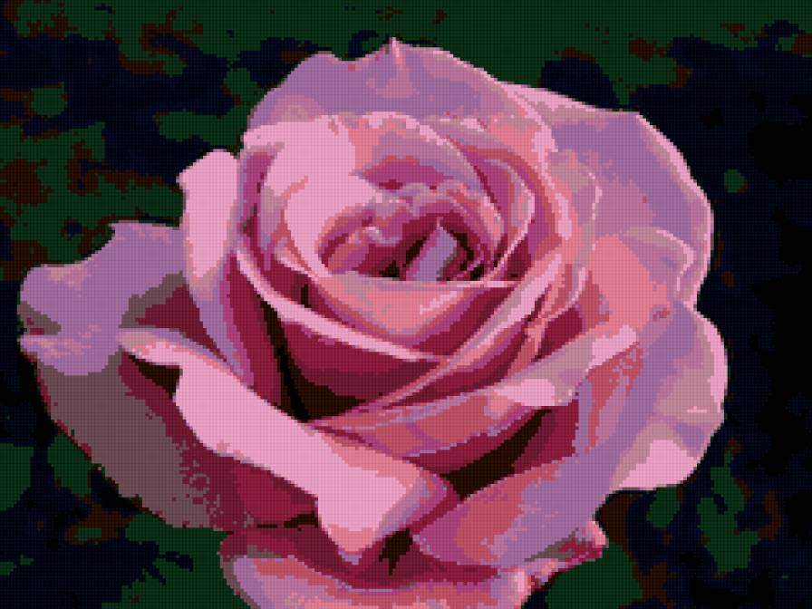роза розовая - предпросмотр