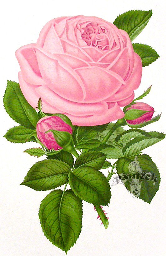 Роза - роза, цветы, розы, флора, душистые розы, розочки, цветок - оригинал