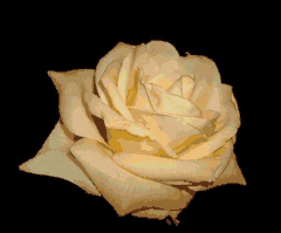 белая роза - предпросмотр