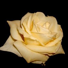 Оригинал схемы вышивки «белая роза» (№2024)