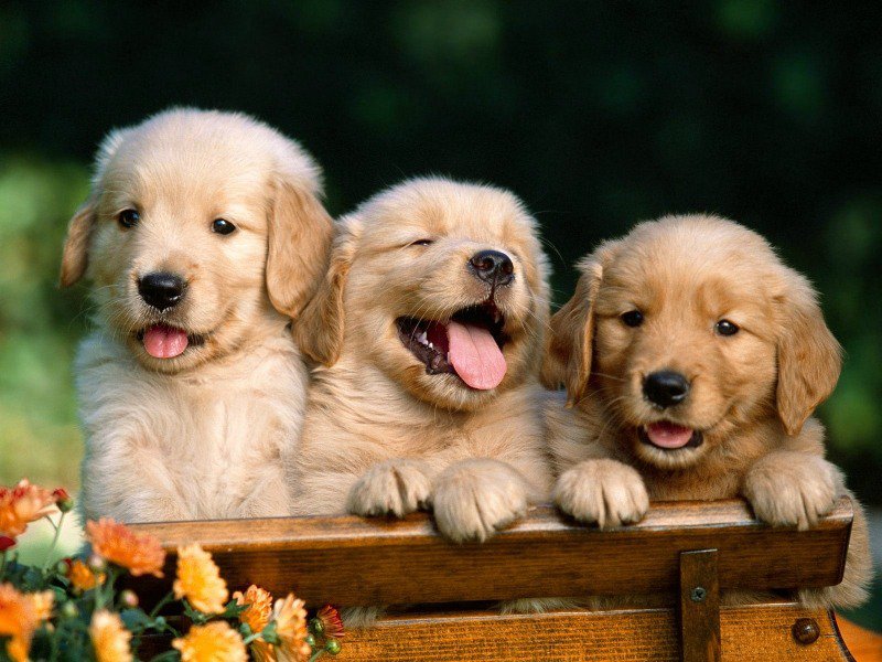 щенки на скамейке - щенок, щенки, сад, собака, собачка - оригинал