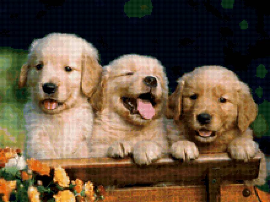 щенки на скамейке - собака, щенки, щенок, сад, собачка - предпросмотр