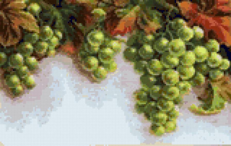 Виноградные гроздья - природа, фрукты - предпросмотр