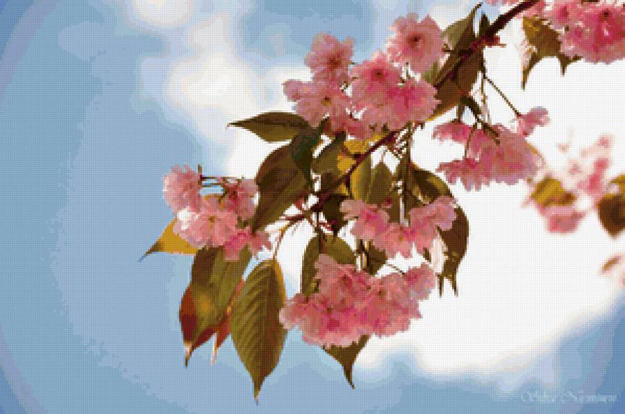 Цвет яблони - цветы - предпросмотр