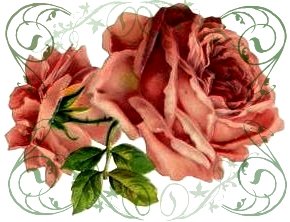 Розы - цветок, розы, цветы, розочки, роза, флора, душистые розы - оригинал