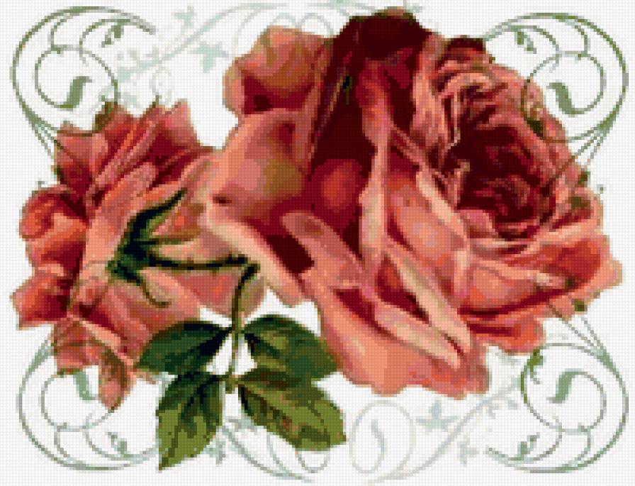Розы - флора, розочки, розы, цветок, душистые розы, роза, цветы - предпросмотр