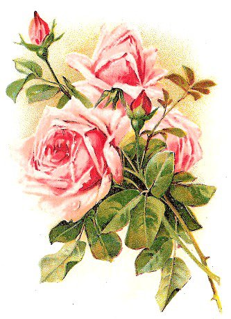 Розы - душистые розы, роза, флора, цветы, розы, розочки, цветок - оригинал