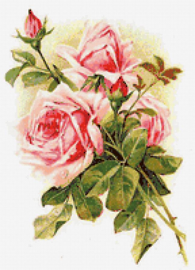 Розы - цветы, душистые розы, флора, розы, роза, розочки, цветок - предпросмотр