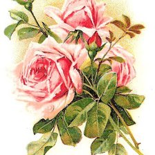 Оригинал схемы вышивки «Розы» (№2438)