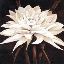 Оригинал схемы вышивки «Белый цветок» (№3007)