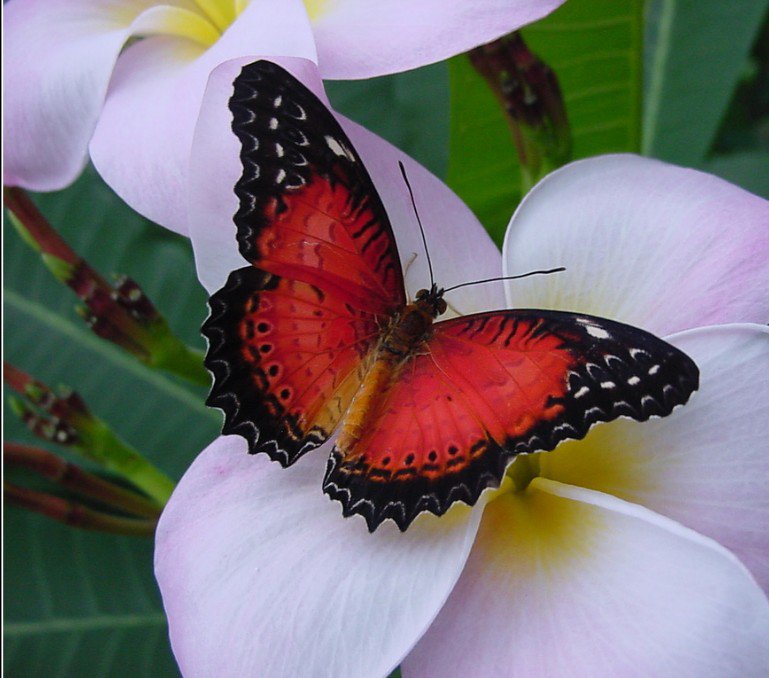 бабочка - бабочка, цветы, бабочки, насекомые - оригинал