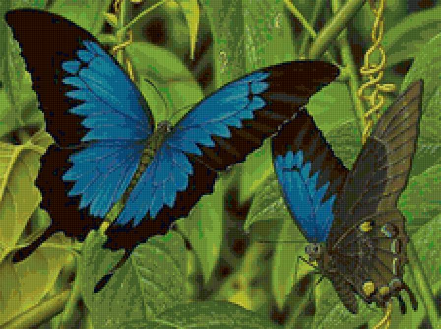 бабочки - бабочка, насекомые, пара, бабочки - предпросмотр