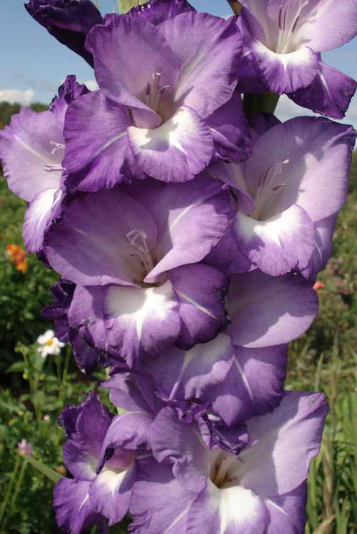 гладиолус 4 - цветы - оригинал