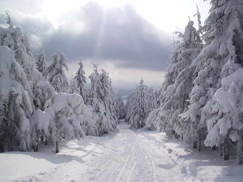 Снежная дорога - природа, зима, дорога, дерево - оригинал