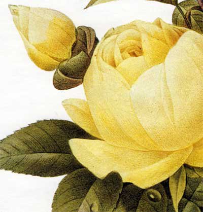 Розы. подушка - розочки, розы, роза, цветок, флора, цветы, подушка, душистые розы - оригинал