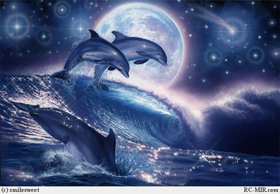 Дельфины - дельфины, вода - оригинал