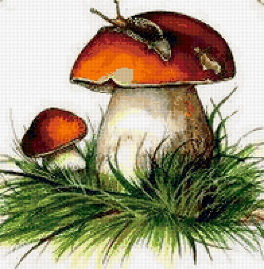 Грибок - улитка, грибы, гриб, грибочки, грибок, природа, травка - предпросмотр