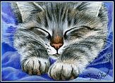 Сладкий сон - живопись, животные, коты - оригинал
