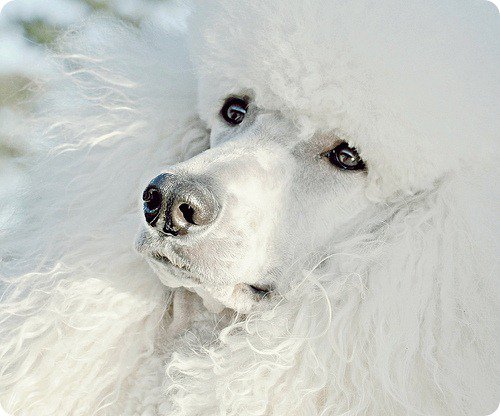 Белый пудель - собака, пудель - оригинал