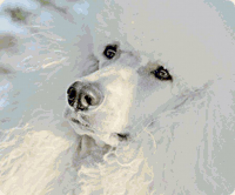 Белый пудель - пудель, собака - предпросмотр