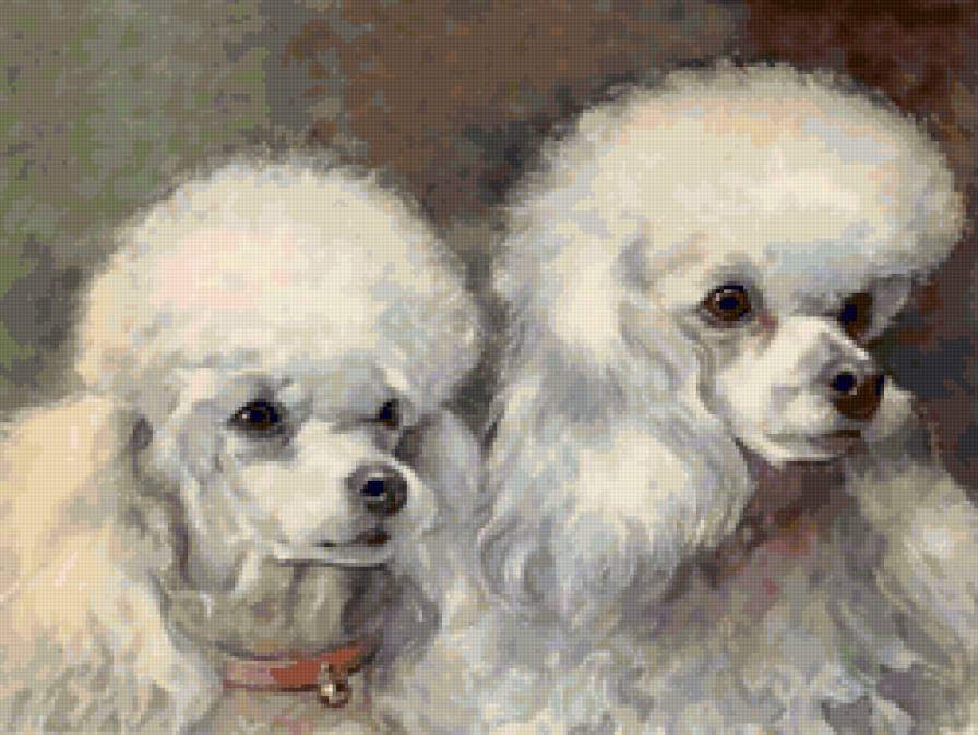 Два белых пуделя - собака, пудель - предпросмотр